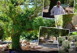 Antalya Termessos Antik Kenti'nde 'halter meşe ağacı' yüzlerce yıllık tarihe sahip çıktı! Gören gözlerine inanamıyor...