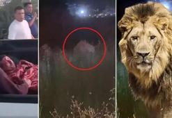 Antalya'da hayvan parkından kaçan aslan öldürüldü