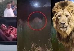 Kafesinden kaçan aslan, Antalya’da dehşet saçtı! 1 kişi ağır yaralandı