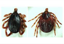 Keneler şimdi de İstanbul ve İzmir’de! Sıcaklık yükseldikçe risk artıyor