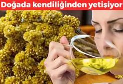 Doğada kendiliğinden yetişiyor! Bardak bardak için: Böbrekleri diyalizin pençesinden kurtarıyor, yüzyıllardır iltihap kurutmak için kullanılıyor