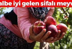 Bursa'da hasadı başladı! Kilosu 100 TL: Bağırsakları motor gibi çalıştırıyor, kalbin meyvesi olarak da biliniyor! Damar duvarlarını anında güçlendiriyor