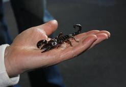 Akrep zehrinden şifa bulundu! Yorgunluğu hafifletip bağışıklık sistemini koruyacak