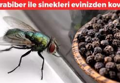Sadece karabiber ile sinekleri evinizden kovun! Kimyasal ürünleri solumaya son veriyor: Cebinizi koruyacak doğal yöntem