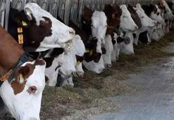 Şap hastalığına karşı 6 milyon doz aşı üretildi