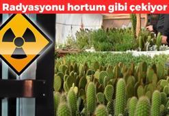 Radyasyonu hortum gibi çekiyor! Bütün odayı oksijenle dolduruyor: Masanızda bir adet bulundurun