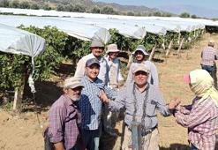 Manisa'nın sevilen lezzeti dünyaca ünlü oldu: Örtü altında binbir zahmetle yetişiyor, en güçlü antioksidan ve C vitamini deposu! Hücreleri canlandırıp yeniliyor
