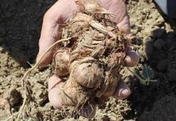 Antalya'da hasadı başladı! Elle tek tek toplanıyor, 70 derdin devası