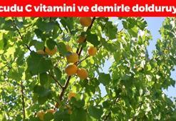 Iğdır'da hasadı tamamlandı! Gürcistan ve Rusya'ya kilo kilo satılıyor: Bağırsakları makine gibi çalıştırıp vücudu C vitamini ve demire boğuyor