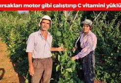 Coğrafi işaretli lezzette hasat vakti! Bağırsakları motor gibi çalıştırıp C vitamini yüklüyor! En güçlü antioksidan, kemikleri betona çeviriyor