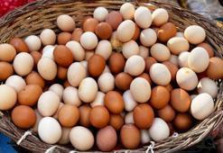 Organik yumurtayı anlamanın yolu! Üzerindeki kodların anlamını kimse bilmiyor