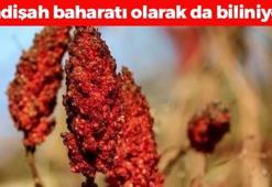 Canan Karatay'ın da favorisi, iltihabın kökünü kurutuyor! Kan şekerini terazi gibi dengeleyip bağırsakları motor gibi çalıştırıyor!