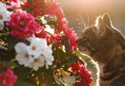 Bilim insanlar keşfetti! Bitkilerin 'gizli' sesine kediler tepki veriyor