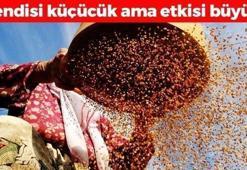 İnek sütünden 10 kat daha faydalı! Kemikleri betona çeviriyor, tıkalı damarları yağ çözücü gibi açıp kalsiyum, demir ve magnezyum depolarını fullüyor!