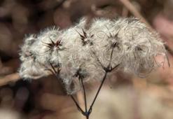 İbn-i Sina yüzyıllar önce önerdi: Bu sebze vücuda adeta reset atıyor, baştan aşağı temizliyor!