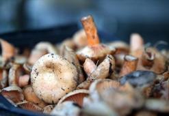 Dikkatsizce yenen mantar ölümle sonuçlanabilir: Uzmanlardan uyarı var
