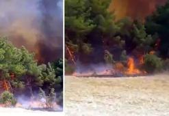 Çanakkale'de orman yangını! Çok sayıda ekip sevk edildi