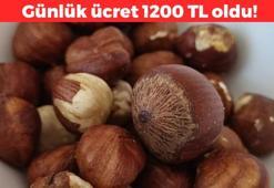 Günlük ücreti 1200 TL oldu! Çalışacak insan bulamıyorlar
