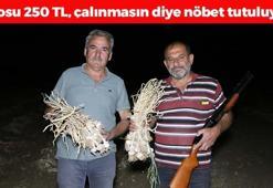 Kastamonu'nun 'beyaz altını', çalınmasın diye gece boyu nöbet tutuluyor! Çayını yapıp içince kolesterolü damardan kazıyor, doğal antibiyotik
