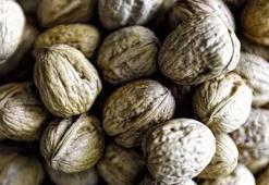 Cevizin kabuğunu artık çöpe atmayın! Kimse kıymetini bilmiyor: İdrar yollarını foşur foşur temizliyor