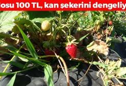 Malatya'da yüz güldüren hasat vakti! Kilosu 100 TL: Dünyanın en güçlü antioksidanı, kan şekerini terazi gibi dengeleyip insülini baskılıyor