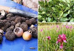 Ormanda yetişiyor, köylülere gelir kapısı oluyor! Yılda 70 kilo toplanıyor