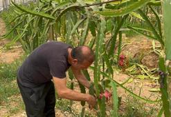 Tropikal meyveydi, şimdi yerli oldu! 150 liraya bu vitamin deposunu almak mümkün