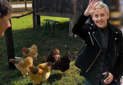 Ünlü sunucu Ellen DeGeneresn çiftlik hayatından sıkıldı! 'Bıktım tavuk peşinde koşmaktan!'