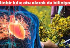 Halk arasında binbir kılıç otu olarak da biliniyor! Yüzyıllardır şifa saçmasıyla biliniyor: Vücuttaki iltihabı söküyor, damar yollarını temizliyor