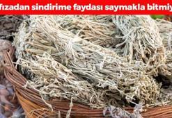 Beynin bitkisi olarak da biliniyor! Tıkalı damarları yağ çözücü gibi açıyor, 5 dakika kaynatıp için! Doğal mide ilacı