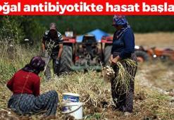 30 yıldır aynı tohumla üretiliyor! 11 ay bozulmadan duruyor: Kolesterolü damardan silip atıyor, iltihabı kurutup kemikleri beton gibi yapıyor