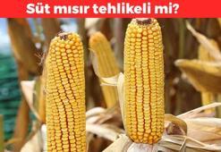 Közlenmiş ya da haşlanmış herkesin favorisi! Yazın herkesin eline ama şifa değil zehirmiş