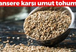 Doğanın kansersavar tohumu! Çin tıbbında da kullanılıyor: Böbrekleri diyalizin pençesinden kurtarıp bakteri ve mantarların kökünü kazıyor!