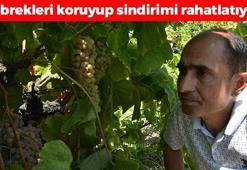Manisa'da hasadı başladı: Tadı çilek gibi ama kendisi değil! Hipertansiyon riskini düşürüp böbrekleri diyalizin pençesinden koruyor, kabızlığı bitiriyor!