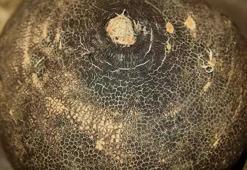 Pazarda yüzüne bile bakılmıyor! Vücuttaki toksinleri söküp atıyor: C vitamininde portakalı solluyor, kemikleri beton gibi yapıyor