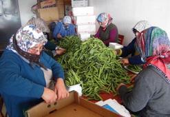 Yaz sofralarının gizli süper besini: Bu yeşil sebze hem tok tutuyor hem de kan şekerini dengeliyor: Pankreası baştan aşağı yeniliyor