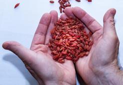 Çin tıbbında yüzyıllardır kullanıyor: Antioksidan cevheri ve C vitamini deposu