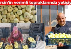 Mersin'de hasat ediliyor! Resmen altın yılını yaşıyor: Kilosu 150 TL'den satılıyor, Ukrayna ve Dubai'ye gönderiliyor