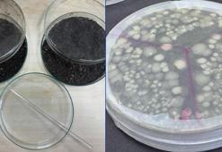 Petrolle kirlenmiş topraklar için çalışma başladı! Deniz bakterileriyle temizleniyor