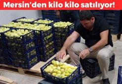 Mut'ta hasadı başladı, kilosu 180 TL! Tek tek elle toplanıyor: Kabızlığın doğal çaresi, demir, fosfor ve magnezyum hazinesi