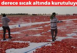 50 derece sıcakta kurutuluyor! Diyarbakır'da başlayan zorlu mesai Avrupa'da son buluyor: İngiltere, Fransa ve İtalya'ya kilo kilo satılıyor