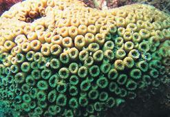 Mercan neslini koruma projesi