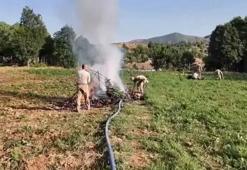 AKINCI TİHA ile ilk operasyon! 4,4 milyon kök kenevir ele geçirildi