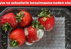 Meyve ve sebzelerin hemen bozulmasına neden oluyor! Buzdolabı kullanırken bu hatayı yapmayın