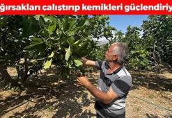 Kavurucu sıcakta hasat için gün sayılıyor! Demir ve kalsiyum depolarını fulleyip bağırsakları motor gibi çalıştırıyor! Beton gibi kemiklerin sırrı