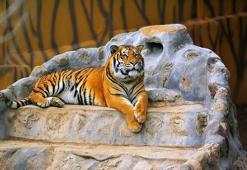 Danimarka'daki hayvanat bahçesinden yırtıcıları beslemek için evcil hayvan bağışı çağrısı