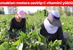 Tarlada 30 TL ama markette 70'e çıkıyor! Bağırsakları motor gibi çalıştırıp C vitamini yüklüyor! En güçlü antioksidan, kemikleri betona çeviriyor