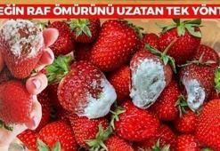 Aldıktan 1 gün sonra çürümeye başlıyor! Çileği korumanın tek yolu