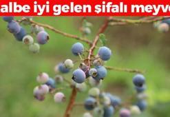 Kilosu 500 TL olan mavi mucize! Kan şekerini terazi gibi dengeleyip vücudu antioksidana boğuyor, avuç avuç yiyin!