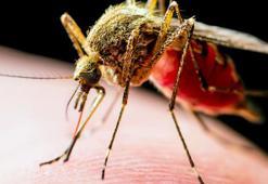 Çin'de 'chikungunya' virüsü kabusu! Ülkede vaka sayısı 7 bini geçti